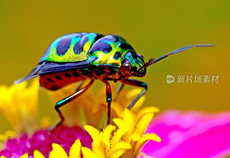 金龟子在黄花花粉上的动物行为。