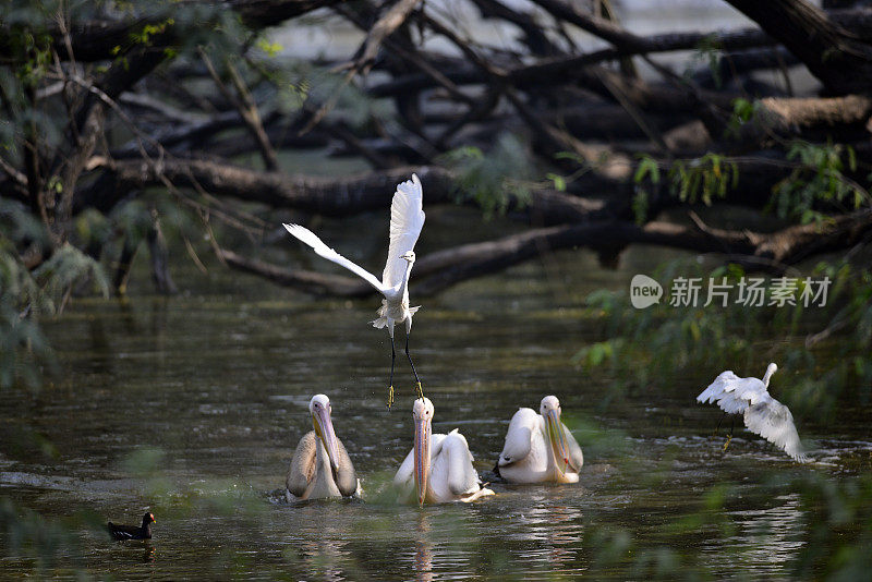 玫瑰色鹈鹕和白鹭