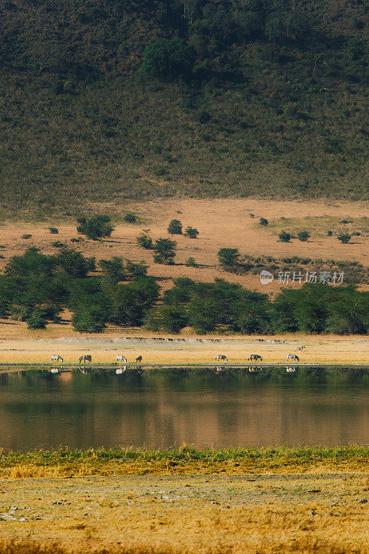 在坦桑尼亚恩戈罗恩戈罗火山口，日出时斑马从反射湖饮水的风景