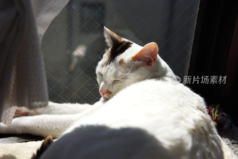小猫咪睡在有阳光的窗台上