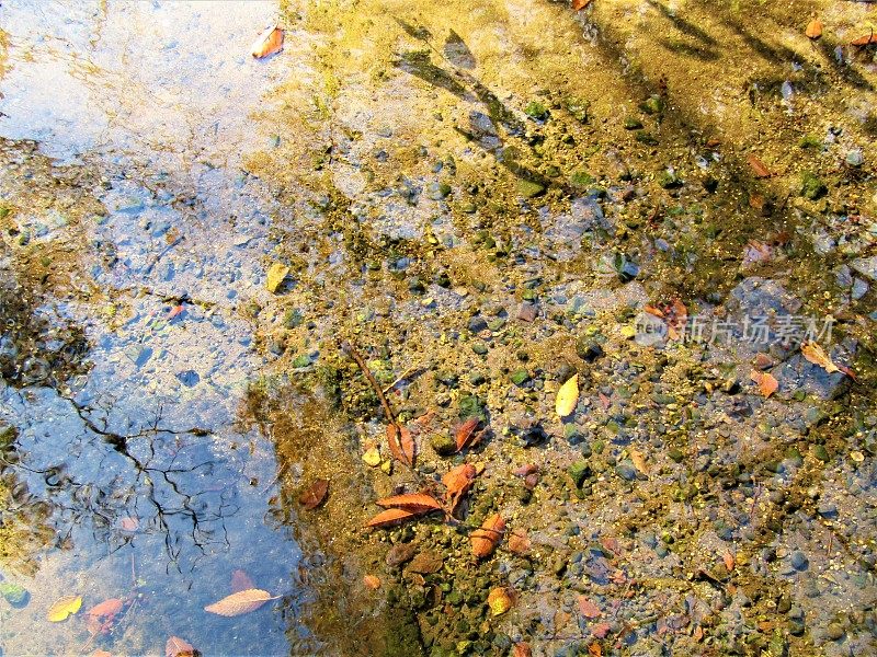 日本。11月。秋天倒映在池塘的水面上。