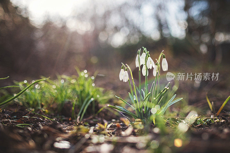 黄昏时分，森林里的野雪花莲