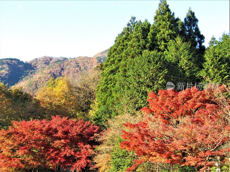 日本。11月的晴朗天气。日本山区的金色秋天。