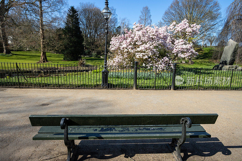 木兰树在海德公园在威斯敏斯特市，伦敦