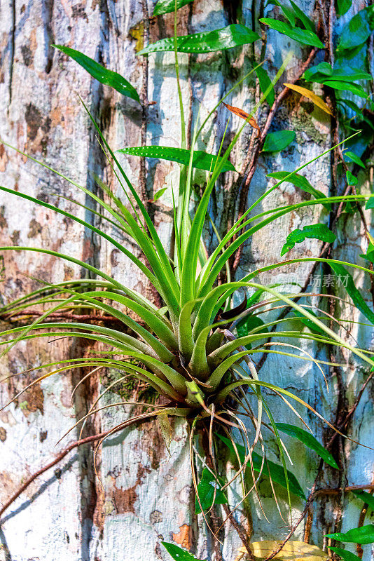 热带寄生植物