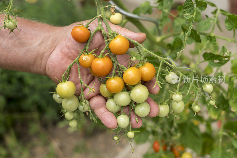 番茄在国内花园里生长，雄手试熟
