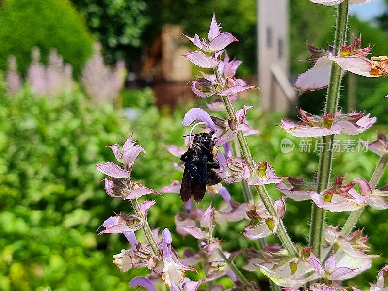 木匠蜜蜂