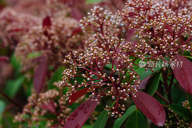 茵芋