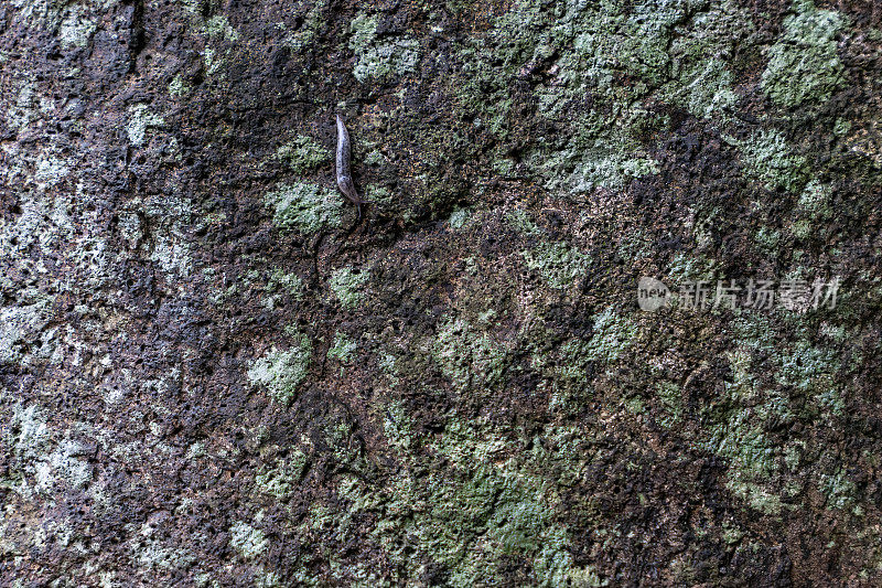 苔藓岩石上的鼻涕虫