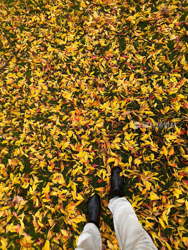在新英格兰的秋叶上漫步