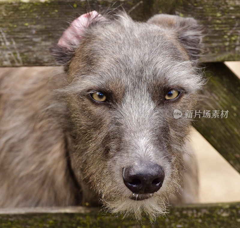 贝灵顿狗小灵狗狗