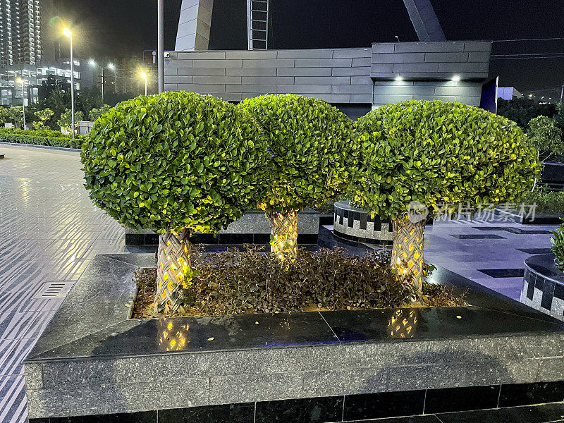 公共花园在夜间升起的花坛中照明的修剪无花果树(榕树)，夜间的泛光灯瓷砖地板露台区域，重点放在前景