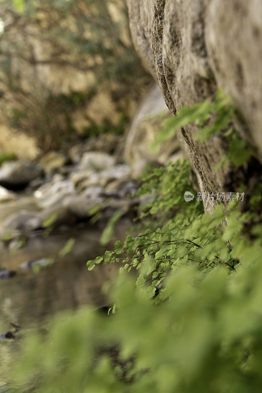 在石灰岩峡谷墙壁上的铁线蕨的近距离与焦点岩石小溪和绿色植物的背景