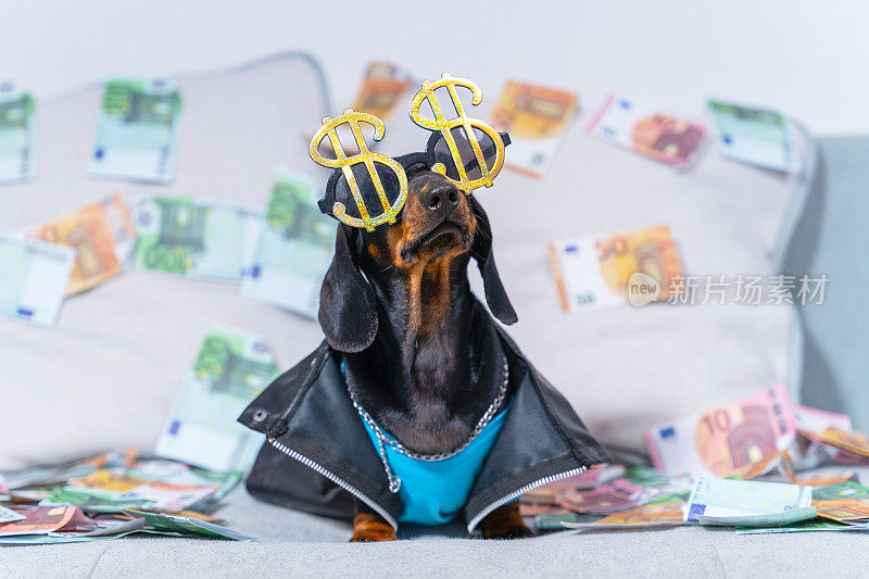 时髦的腊肠狗狗穿着皮夹克，一美元眼镜坐在沙发上，散落着欧元钞票。狗梦想财富，名声和很多钱。美国梦。这只狗沐浴在黄金和荣耀之中