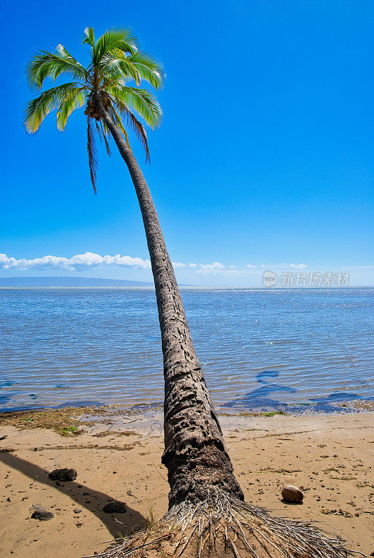 一棵孤零零的倾斜的椰树矗立在田园般的夏威夷莫洛凯海滩上