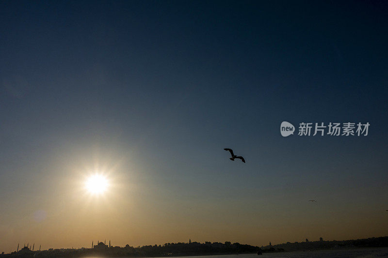 日落时分，海鸥飞过伊斯坦布尔上空