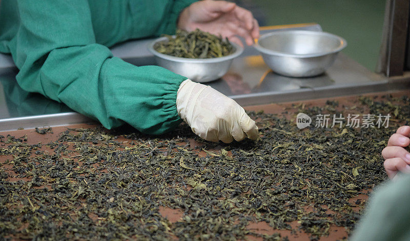 工人在茶叶加工过程中选择最佳的茶叶，以生产出最高品质的茶叶。