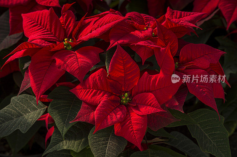彩色红色一品红植物的特写图像