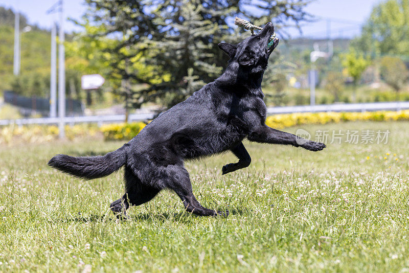 在公园里玩耍的黑色德国牧羊犬