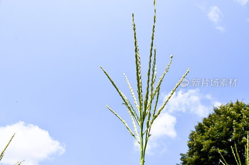 天空背景下的玉米地