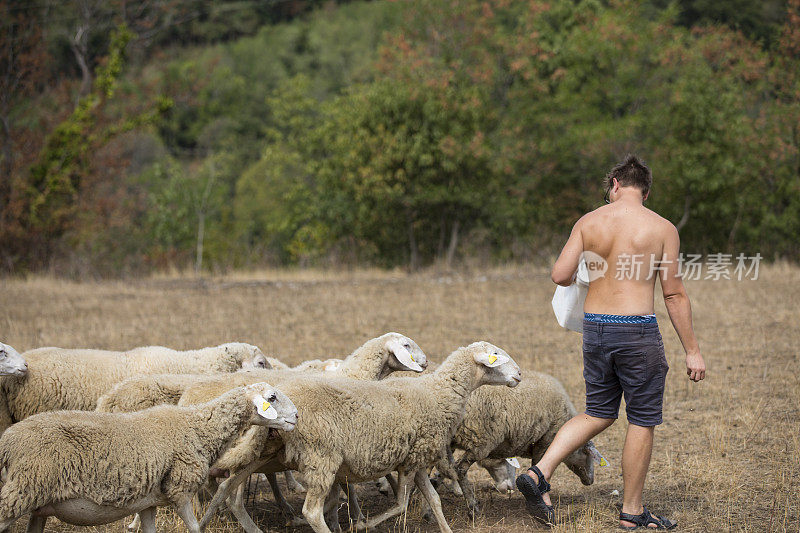 小牧羊人在草地上喂羊