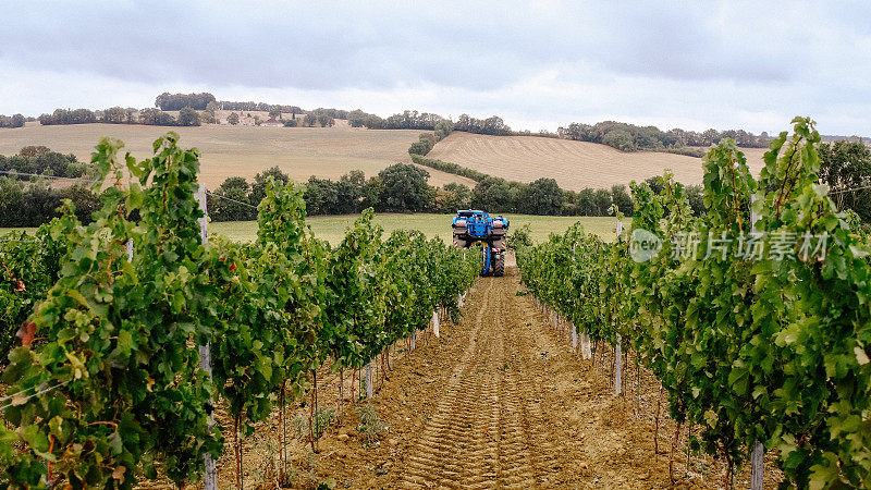 法国梅洛葡萄机械化收割