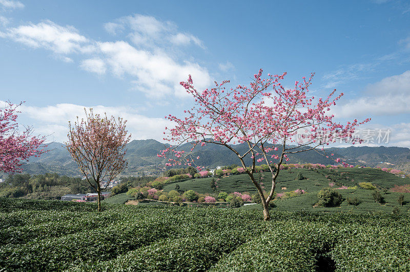 农业生态茶园中的樱花树