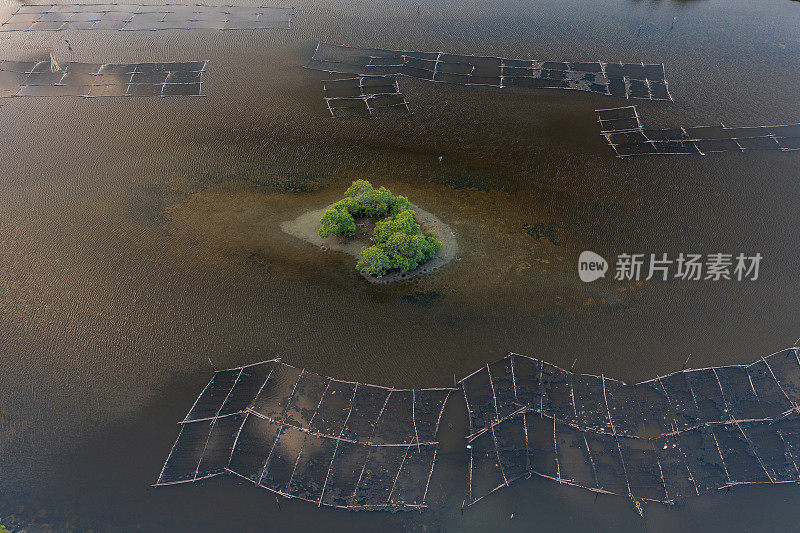 全桐河中央的红树丘