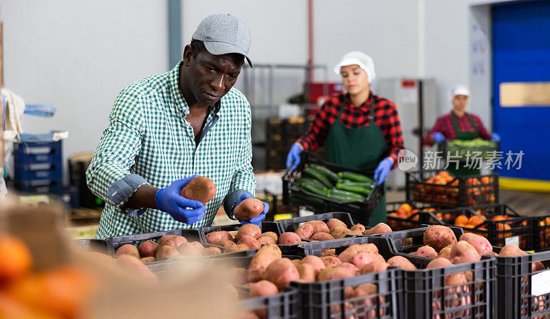 受雇的食品仓库工人检查收获的马铃薯作物的质量