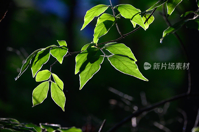 在清晨的阳光下，蓝天是绿叶的衬托