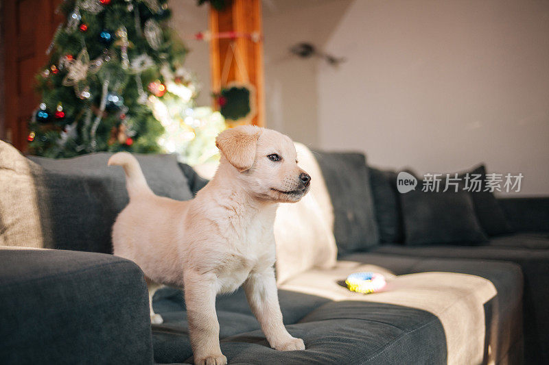 拉布拉多猎犬小狗在沙发上玩玩具