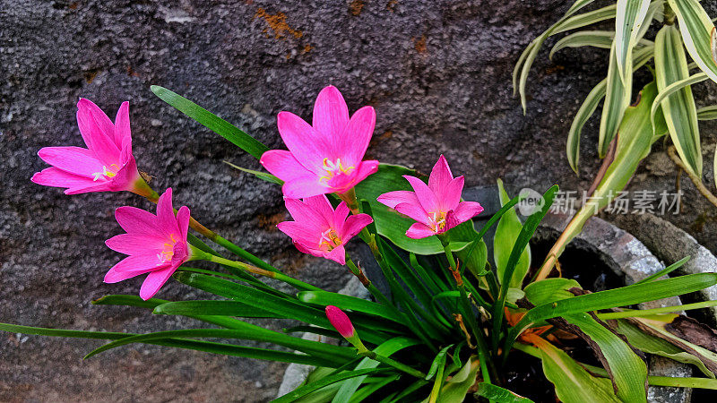 粉红雨百合或西风兰花