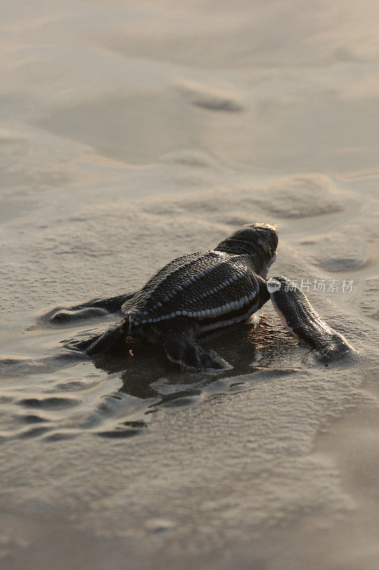 一只小乌龟爬回了亚齐岛的大海