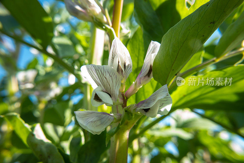 阳光下，菜园子里开花的蚕豆