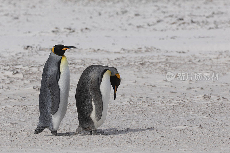 两只帝企鹅，福克兰群岛自愿者角