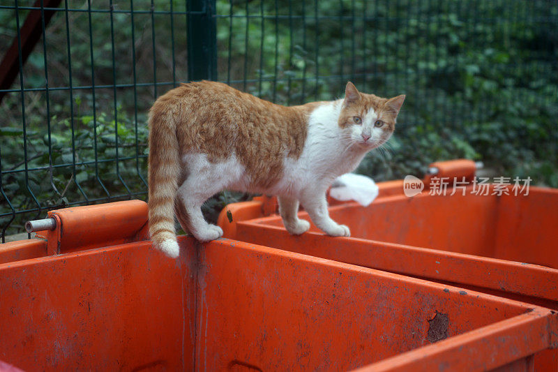 伊斯坦布尔的流浪猫