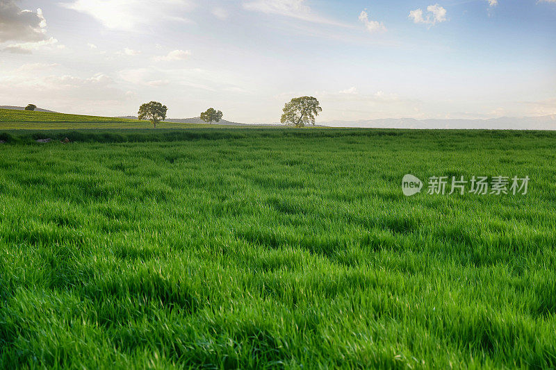 草地和地平线上的树