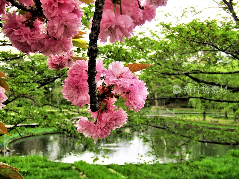 日本。池塘上方盛开的樱花枝。