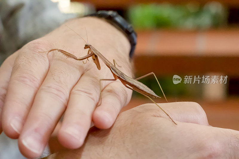 在昆虫学习中心，一只螳螂爬到人类的手上