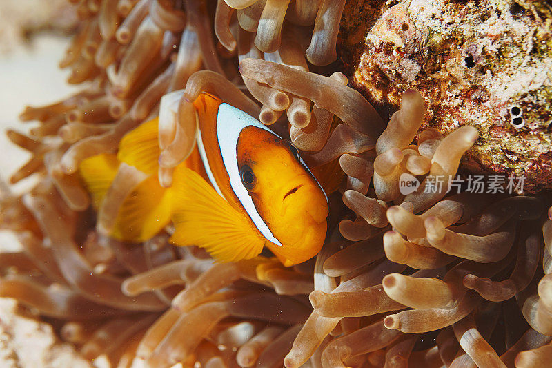 海洋生物。珊瑚礁水下场景与海葵和海葵鱼鱼小丑鱼。水肺潜水员的观点。