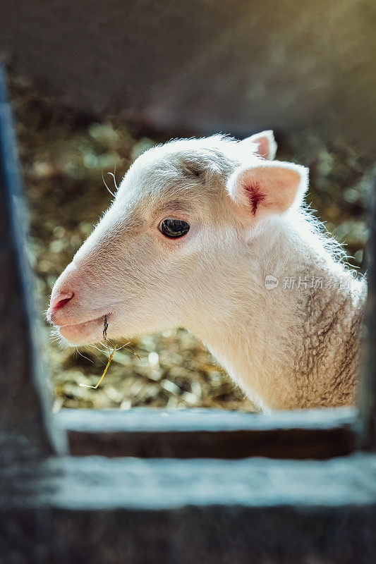 绵羊有机养殖和羔羊产业