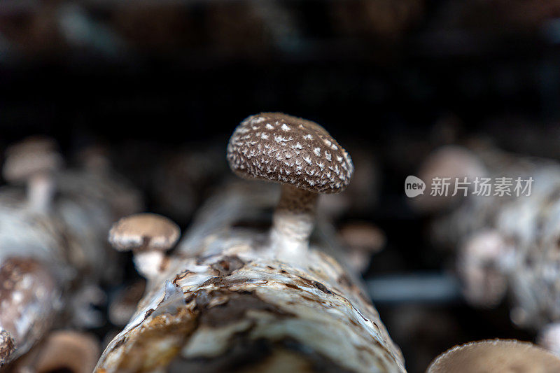 蘑菇培养基上的蘑菇特写