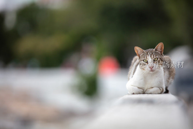 斑纹流浪猫站在街边的墙上。