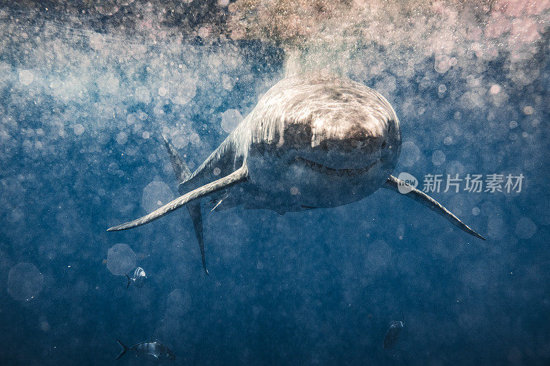 凶险的大白鲨在阴暗血腥的水中对着镜头微笑的正面镜头