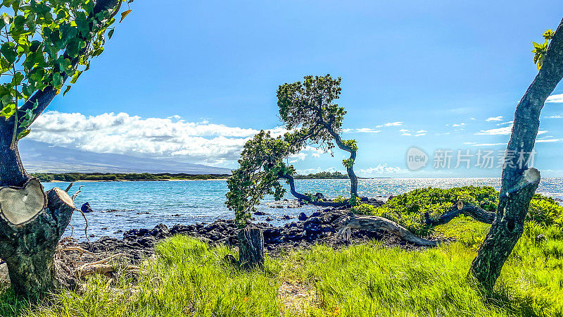 夏威夷海岸旁的树木——怀科洛亚海滩