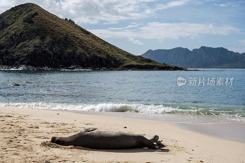 夏威夷僧海豹