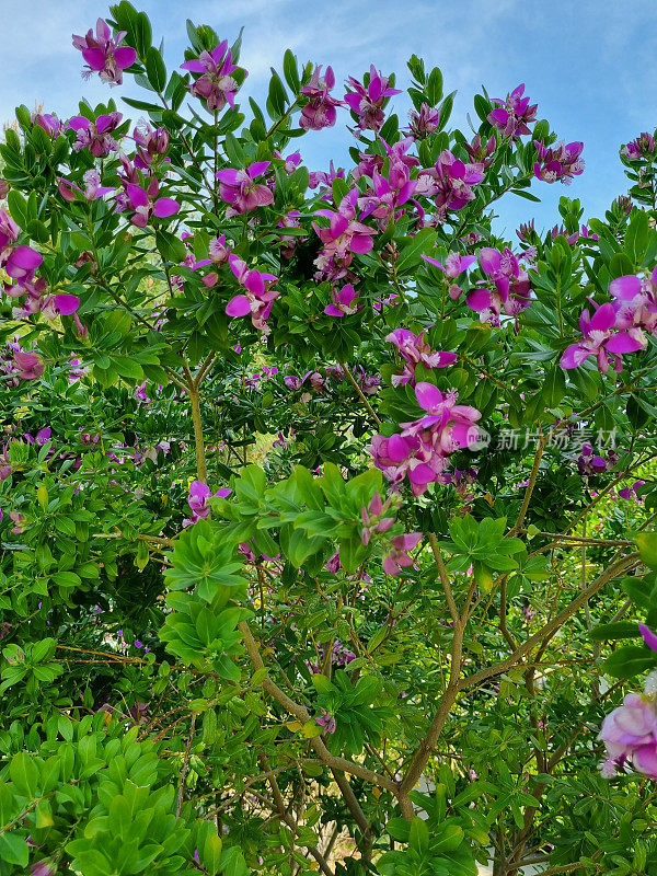 紫花琉璃花