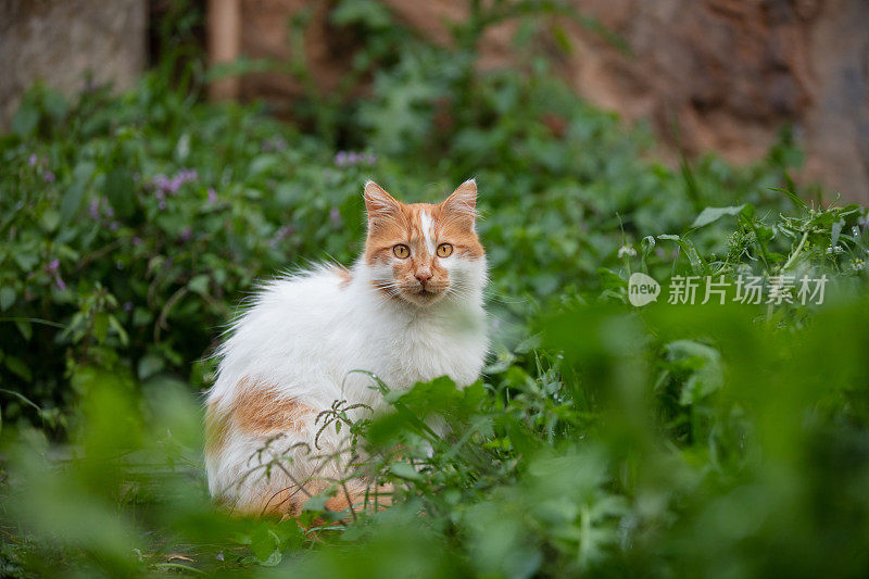 生姜流浪猫是在大自然。