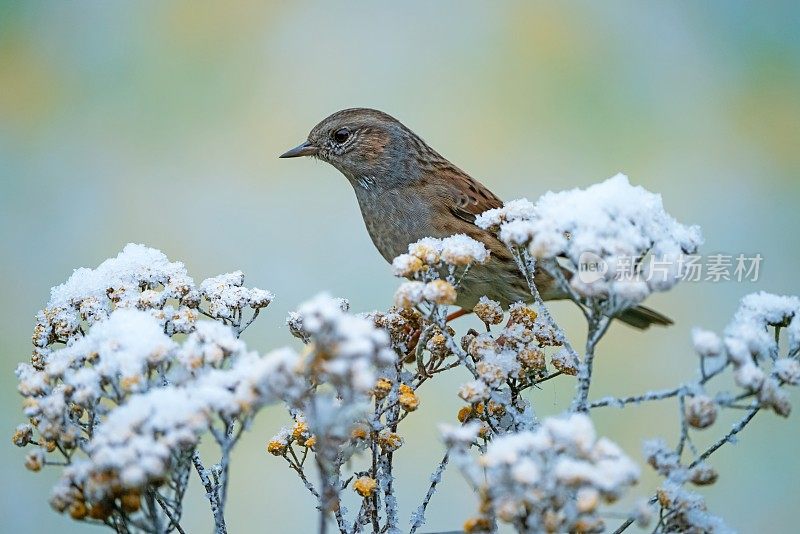 冬天的Dunnock