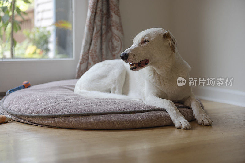 白色的家狗躺在屋内的狗垫上。